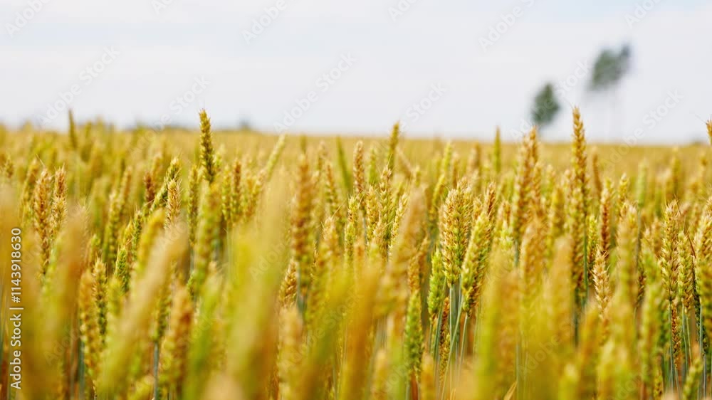Detailed overview of tops of head kernel of wheat in open panoramic sweeping field, slow motion Detailed overview of tops of head kernel of wheat in open panoramic sweeping field, slow motion