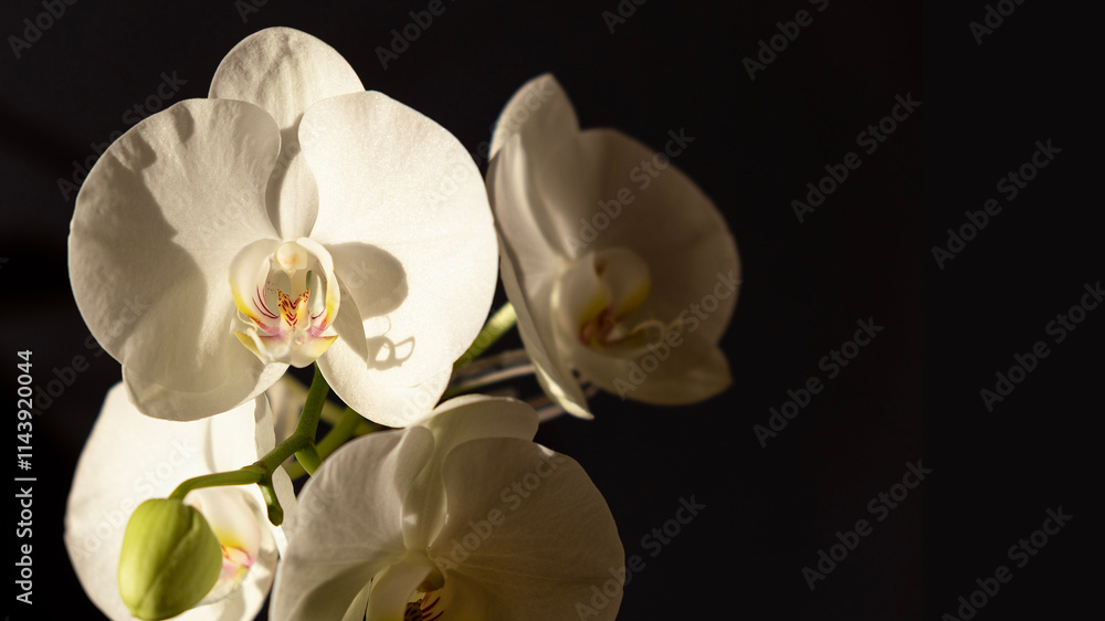 Beautiful white orchid flowers phalaenopsis on a dark background in the light of the sun. Selective focus. Copy space Beautiful white orchid flowers phalaenopsis on a dark background in the light of the sun. Selective focus. Copy space