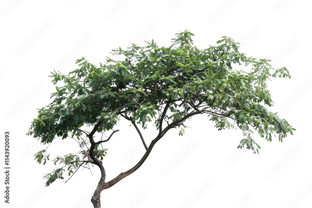 Graceful tree in isolated environment nature photography frontal view tranquil scene for outdoor inspiration Graceful tree in isolated environment nature photography frontal view tranquil scene for outdoor inspiration
