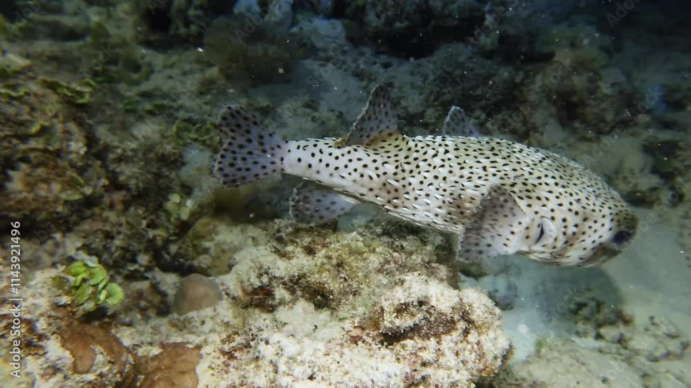 Night dive sideview follows porcupine fish Diodon hystrix swimming along coral reef in dark waters as flashlights flash Night dive sideview follows porcupine fish Diodon hystrix swimming along coral reef in dark waters as flashlights flash