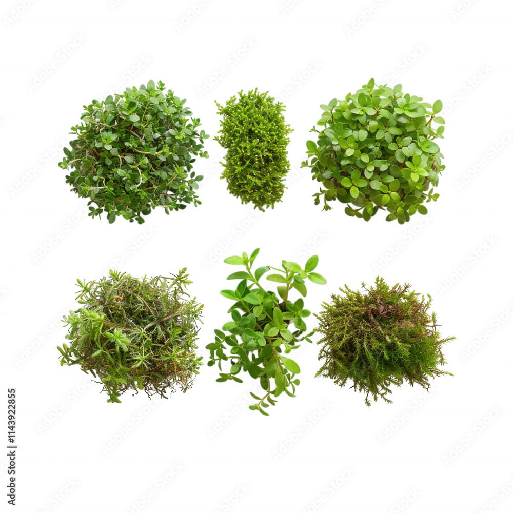 Fototapeta premium Collection of Vibrant Green Plants