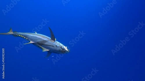 Wallpaper Mural Underwater view of a Yellowfin tuna spinning in circles towards the surface Torontodigital.ca