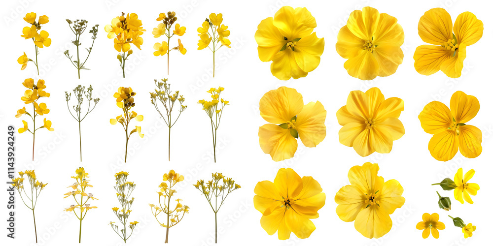 Set of Rapeseed flowers isolated on a white background. Generative AI. Set of Rapeseed flowers isolated on a white background. Generative AI.
