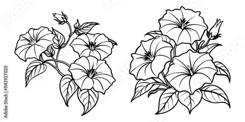Morning Glory flower outline coloring book page line art drawing vector illustration for children and adults