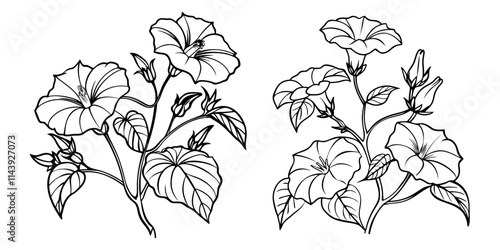 Morning Glory flower outline coloring book page line art drawing vector illustration for children and adults