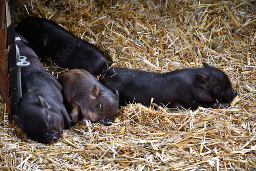 Sieste de petits cochons photo