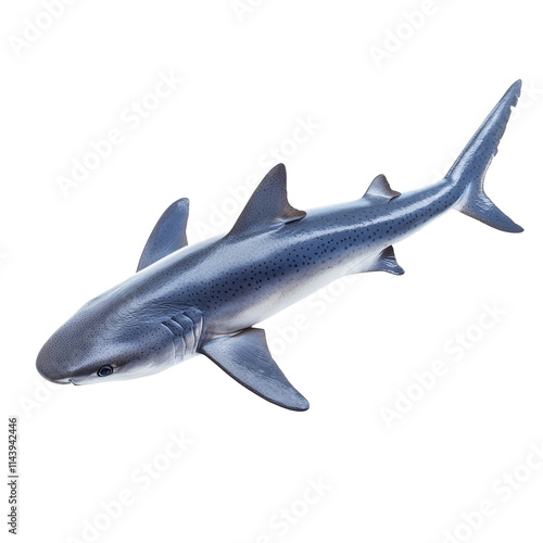 Porbeagle shark isolated on transparent, highlighting its unique features with transparent accents, a porbeagle shark fish isolated on transparent background photo