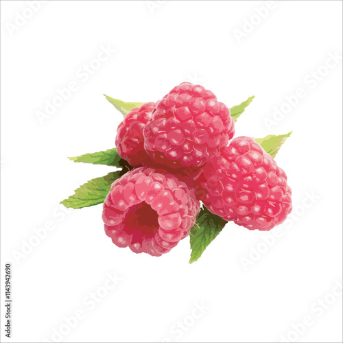 Raspberry watercolor isolated