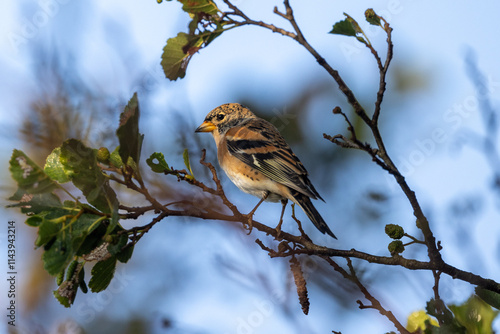 Brambling on a branch