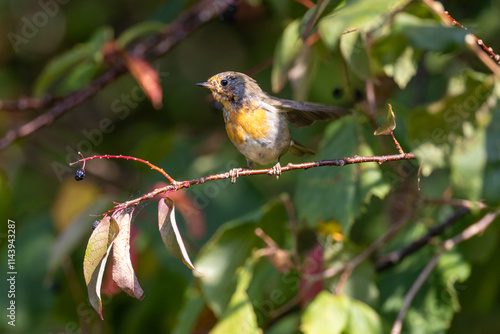 Young european robin on a branch
