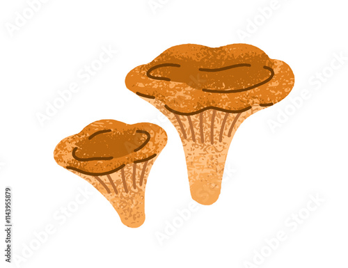 Chanterelles, autumn seasonal mushrooms. Fall forest natural food. Edible fungi. Cantharellus fungus, gilled caps, stalks, big and small. Flat graphic vector illustration isolated on white background