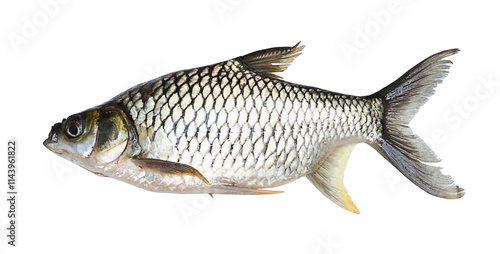 carp fish on transparent png