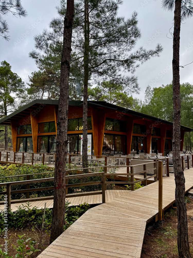 park pine trees architecture wooden building paths. High quality photo park pine trees architecture wooden building paths. High quality photo