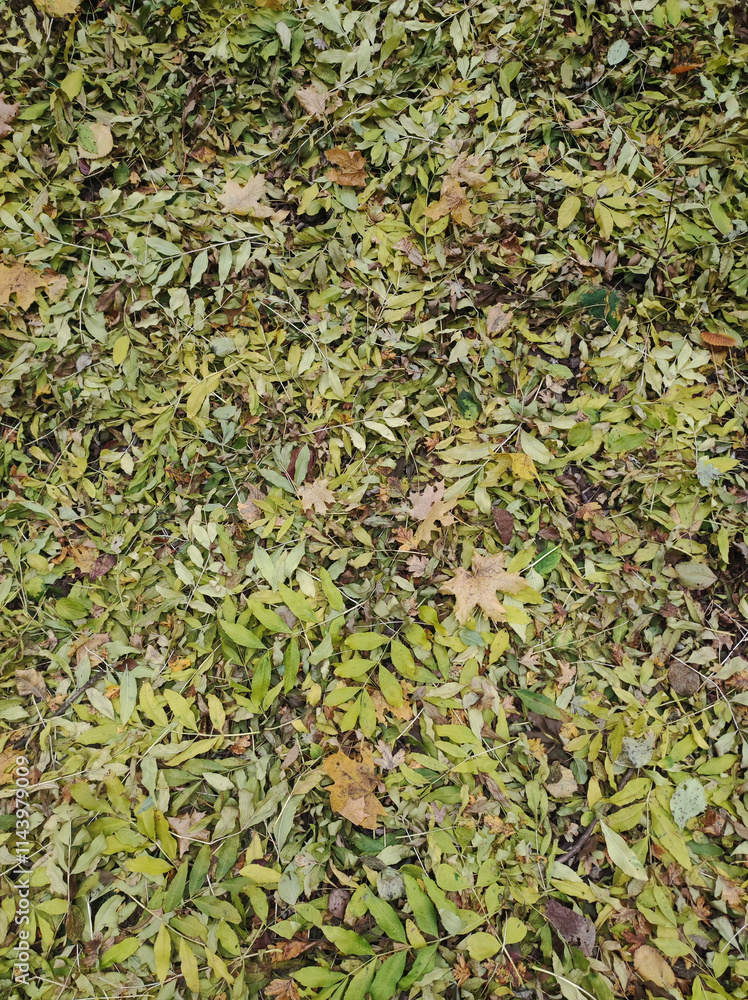 Colorful leaves cover the ground in a park during autumn days Colorful leaves cover the ground in a park during autumn days