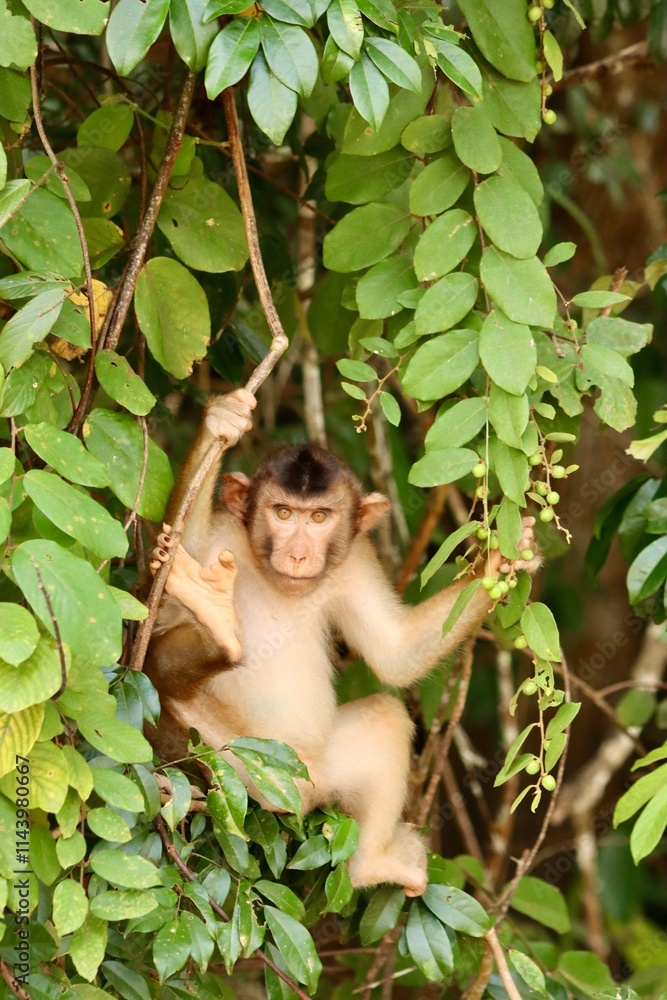 Short tail macaque in a tree Short tail macaque in a tree