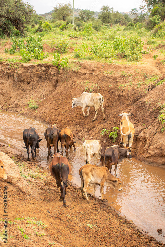 Obraz premium A herd of cows crossing a seasonal river 