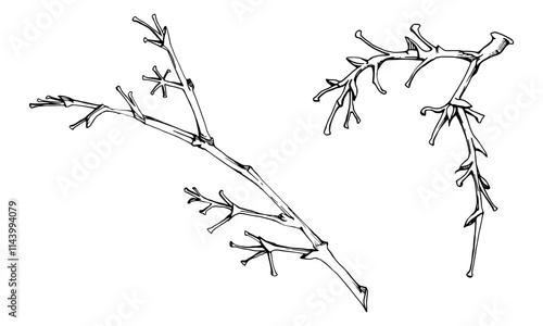 Tree, berry or bush branch twig with no leaves, plant stalks, buds, early spring, late autumn or winter. Botanical illustration hand drawn in ink vector, isolated on white. Wedding, florist shop.