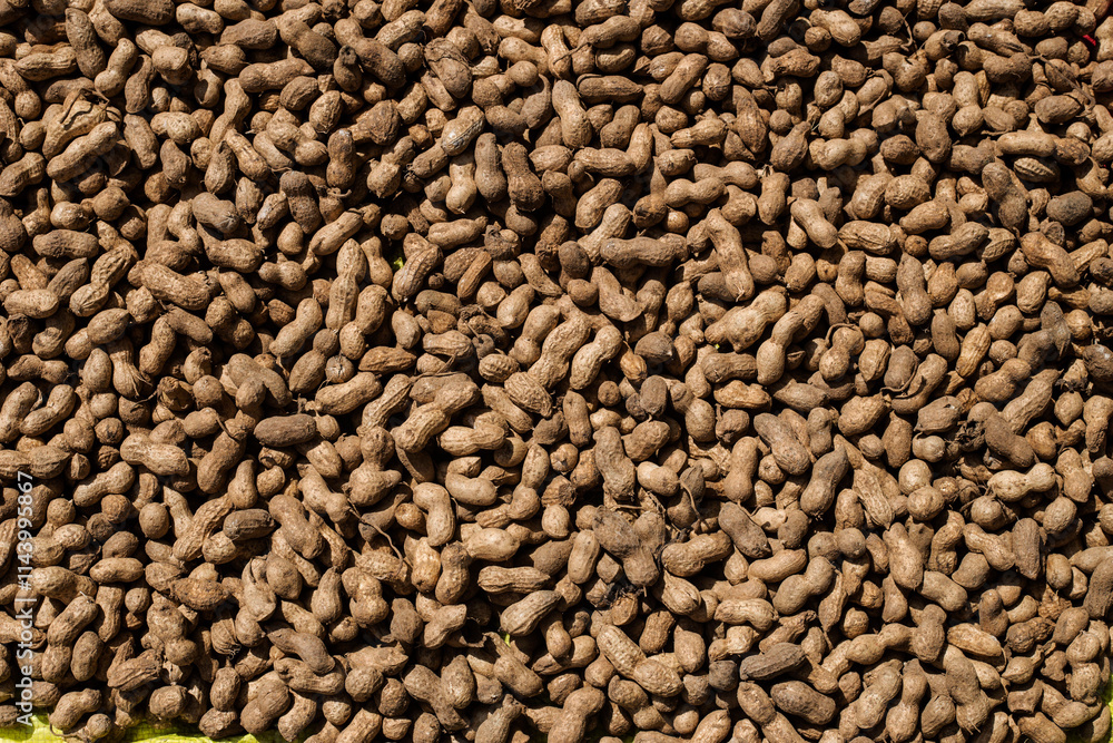 ground nuts drying on floor ground nuts drying on floor
