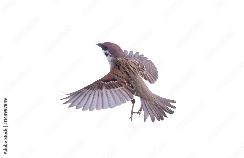 Obraz premium flying sparrow isolated on white background