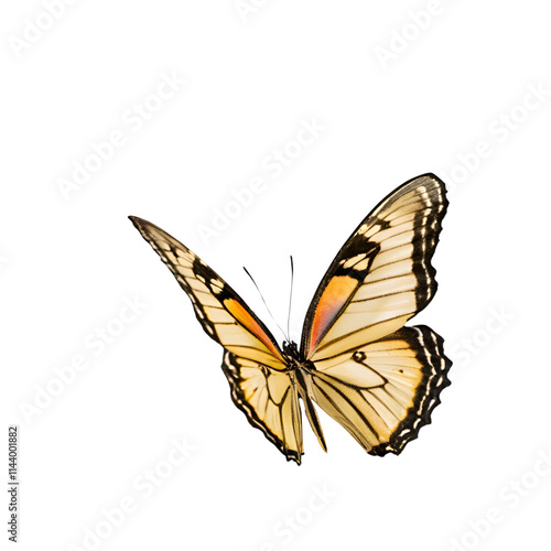 One beautiful ผีเสื้อ on transparent background, cut out, PNG 