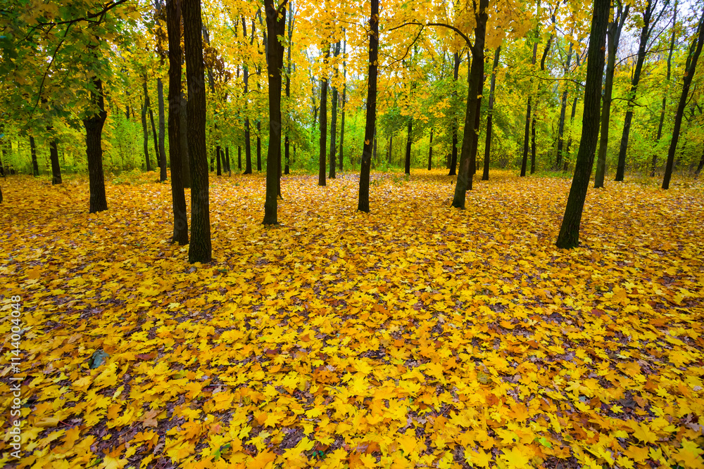 maple park grove covered by red dry autumn leaves, seasonal outdoor scene maple park grove covered by red dry autumn leaves, seasonal outdoor scene
