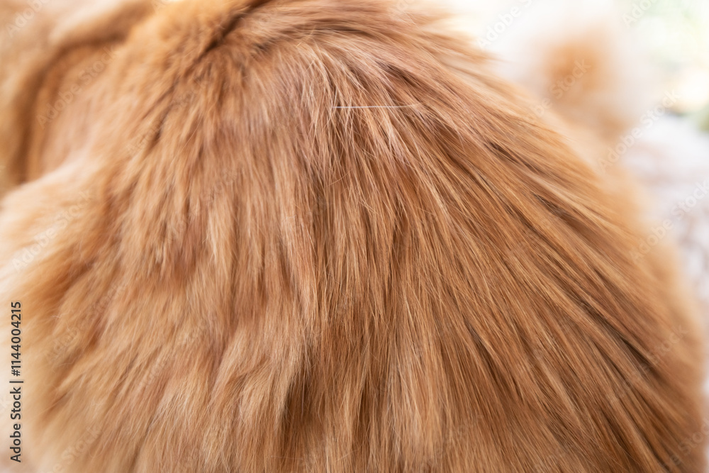 Fototapeta premium ふわふわな猫の毛並み 茶トラ猫