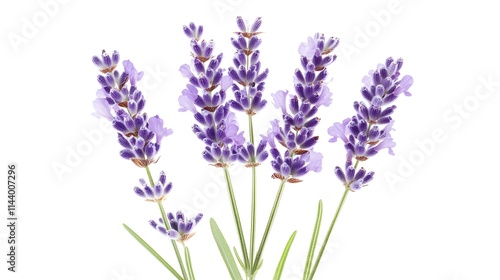 Isolated sprigs of lavender, close-up, white background mockup photo.. AI Generated