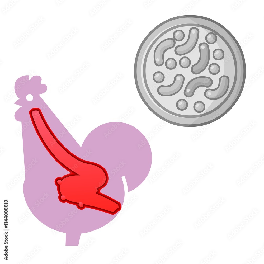 Obraz premium A stylized depiction of a chicken highlights its anatomy, with a red outline focusing on an internal organ. Nearby, a circular shape containing abstract patterns resembles a petri dish.