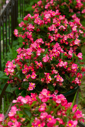 Begonia flowers in a city flowerbed. Bright red flowers for decorating the city landscape.