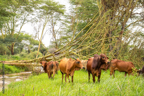 A herd of Cattle grazing in the lush savannah after the rains  photo