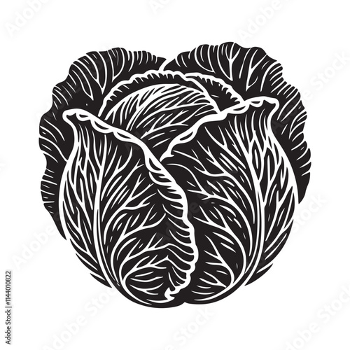 Cabbage Silhouette Vector Illustration, Solid White Background.