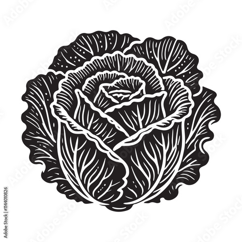 Cabbage Silhouette Vector Illustration, Solid White Background.