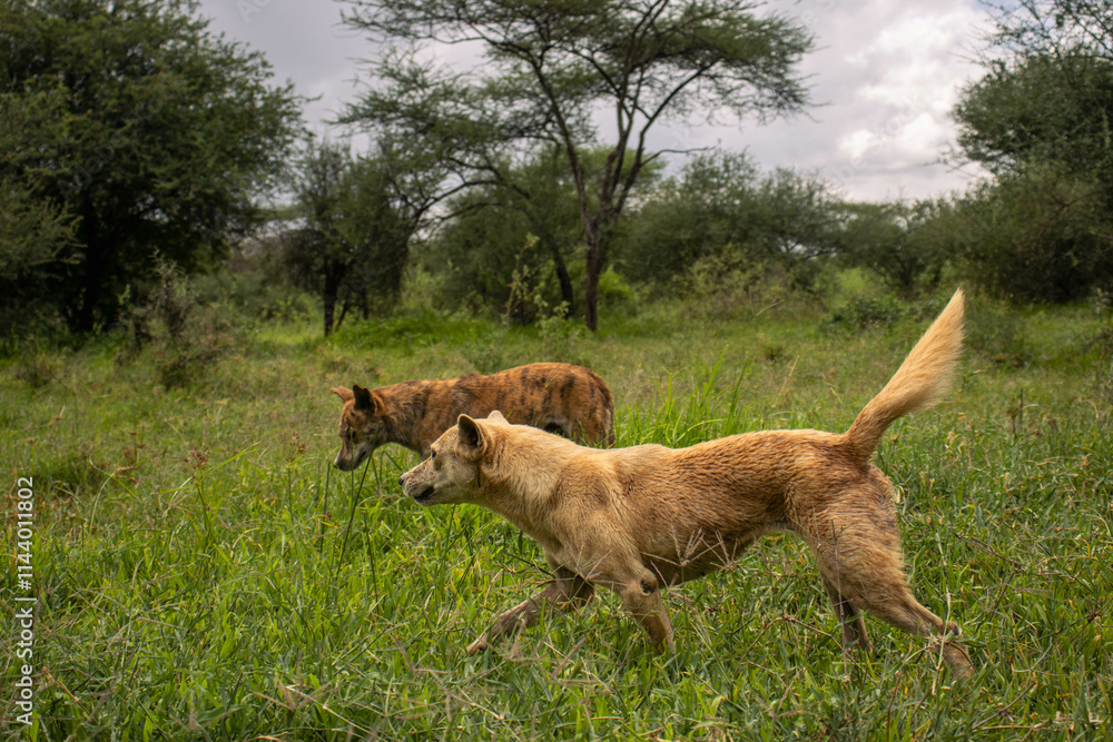 Africanis dog outdoors on the grass in the lush savannah Africanis dog outdoors on the grass in the lush savannah