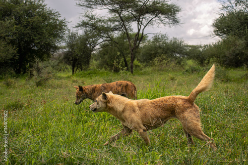 Africanis dog outdoors on the grass in the lush savannah 