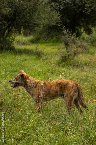 Africanis dog outdoors on the grass in the lush savannah  photo