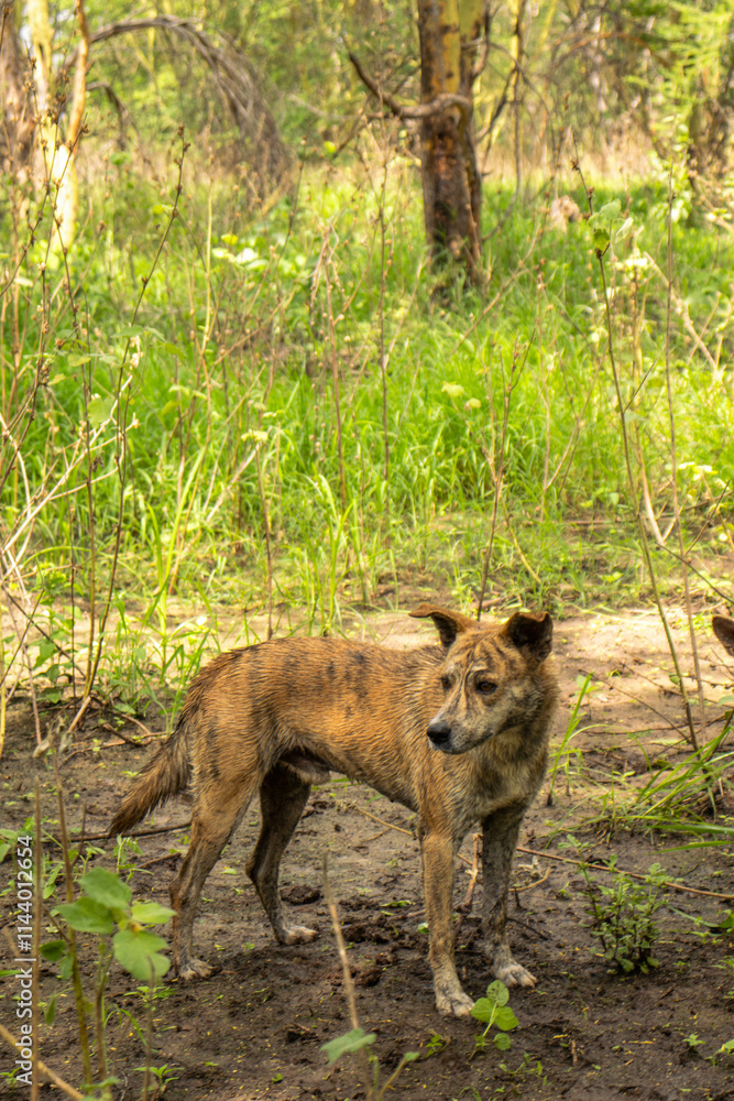 Obraz premium Africanis dog outdoors on the grass in the lush savannah 