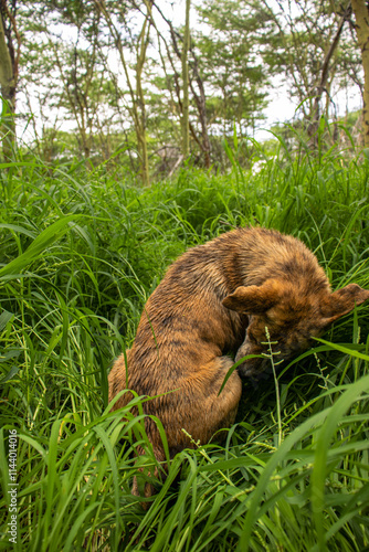 Africanis dog outdoors on the grass in the lush savannah  photo