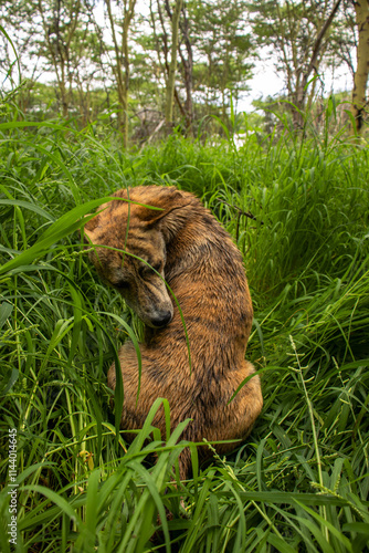 Africanis dog outdoors on the grass in the lush savannah  photo