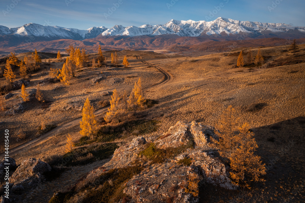 Fototapeta premium Aerial view showcasing golden autumn trees in Altai mountains surrounded by scenic expansive landscapes.