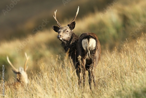 Wild deer at the Wicklow Mountains National Park during the rutting season