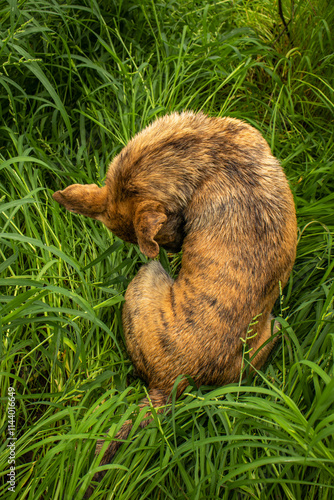 Africanis dog outdoors on the grass in the lush savannah  photo