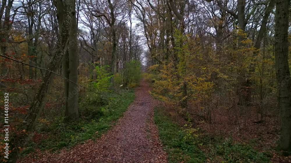 Panoramic drone movement along a leafy forest walkway in fall, Vernon, France. Panoramic drone movement along a leafy forest walkway in fall, Vernon, France.