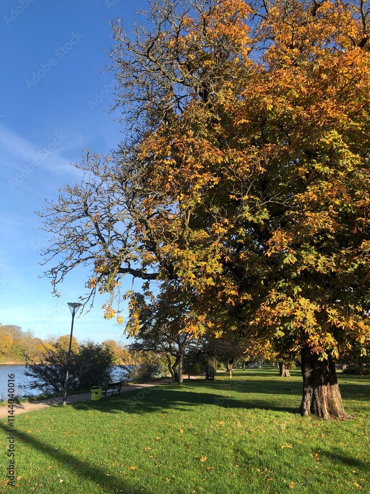 Fototapeta premium Tree by the lake