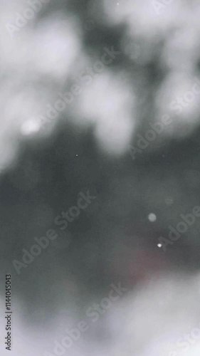 Snow on tree branches