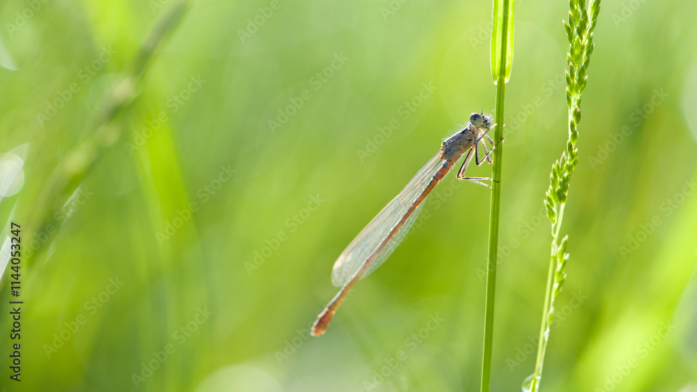 Enallagma cyathigerum. blue dragonfly on a meadow flower. Close-up dragonfly with big eyes sits on a green grass, field plant. natural blurred green background. macro nature. insect predator Enallagma cyathigerum. blue dragonfly on a meadow flower. Close-up dragonfly with big eyes sits on a green grass, field plant. natural blurred green background. macro nature. insect predator