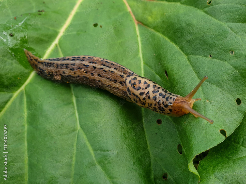 tiger slug also great grey slug (in german Tigerschnegel also Großer Schnegel) Limax maximus