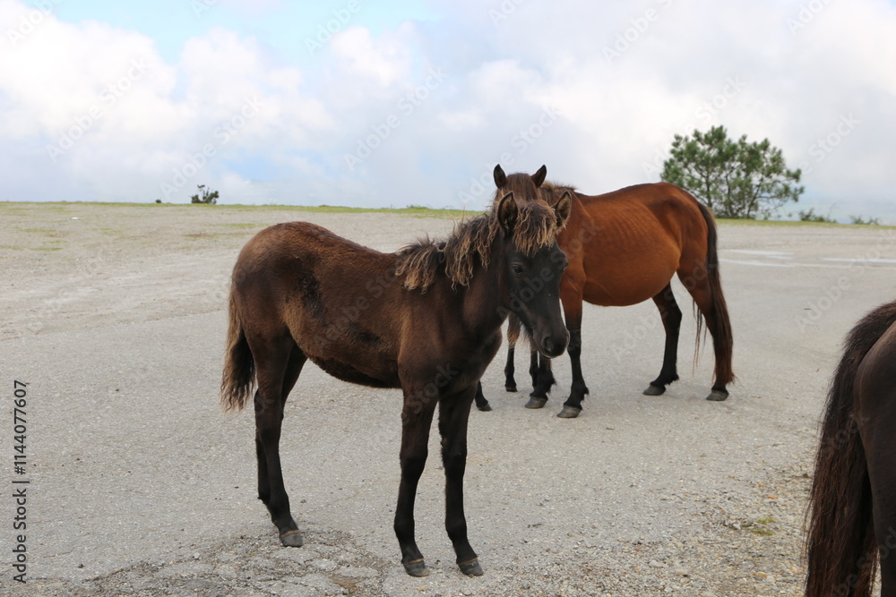 Caballos Caballos