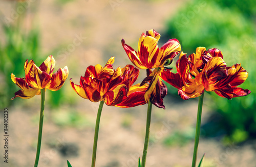 Obraz na płótnie Tulips field in the spring. Dry tulips on the lawn. Floral nature background w salonie