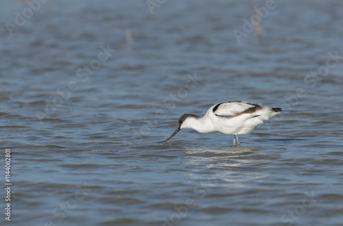 Pied avocet Recurvirostra avosetta in a marsh in Camargue, Southern France photo