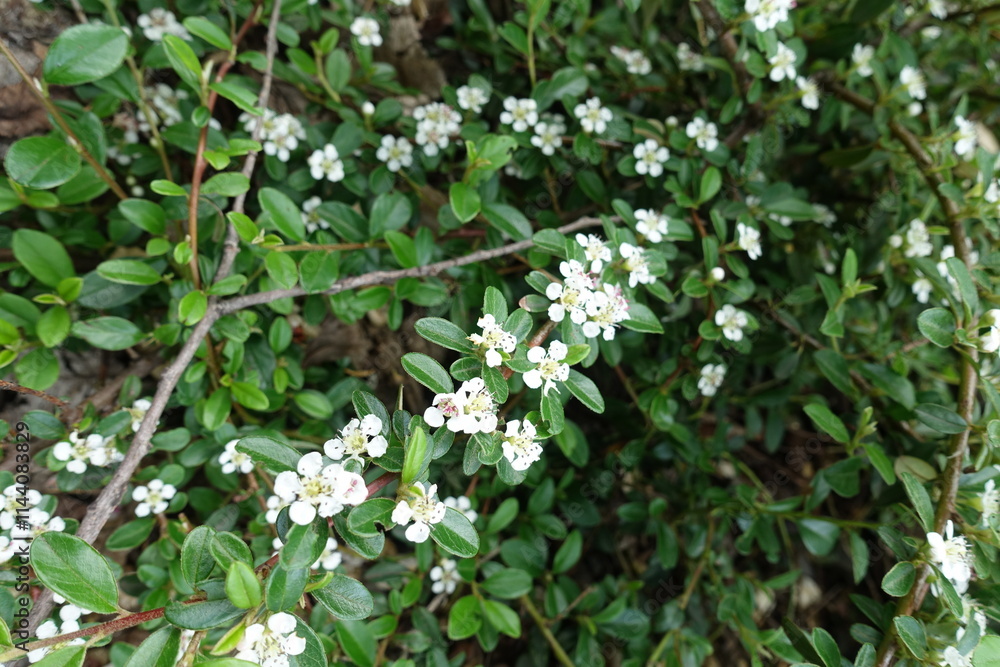 Flowering branch of rockspray cotoneaster in May Flowering branch of rockspray cotoneaster in May